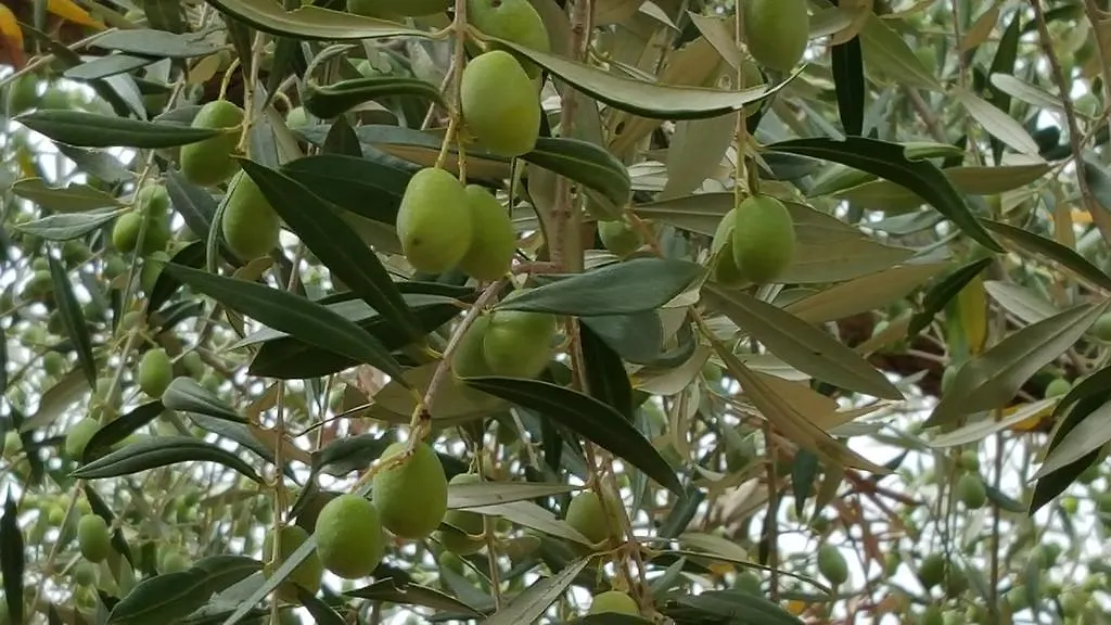 Antico Ulivo Guest House Agrigento Italy